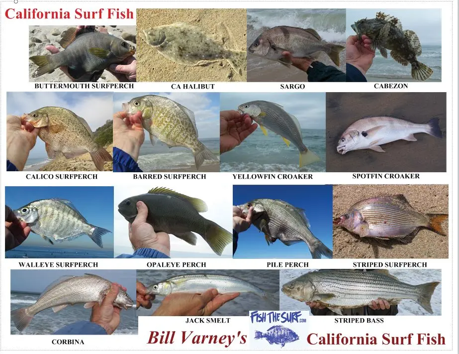 Surf Fish Id Card 1