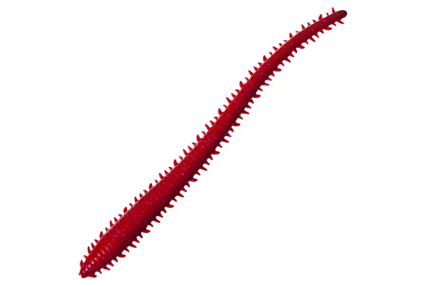 Berkley Gulp! 2" Bloody Sandworm  24Ct 1