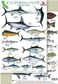 California Coast Sportfish Id Card 8"X11" Laminated 1